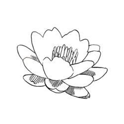 Flores #27813