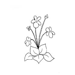 Flores #27819