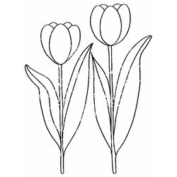 Flores #27823
