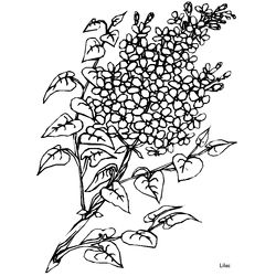 Flores #27824