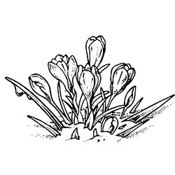 Flores #27829