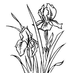 Flores #27831