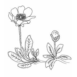Flores #27835
