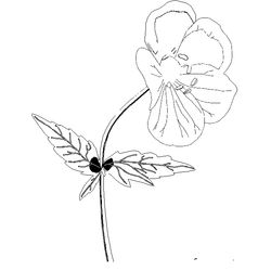 Flores #27845