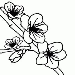 Flores #27847