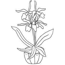 Flores #27855