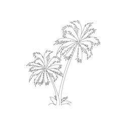 Palmera #28668