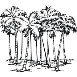 Palmera #28670