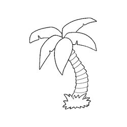 Palmera #28671