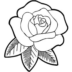 Rosas #29034