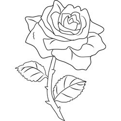 Rosas #29036
