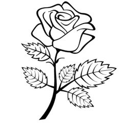 Rosas #29038