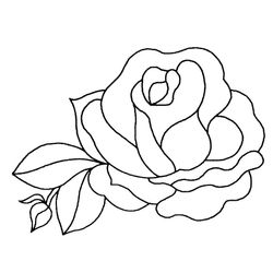 Rosas #29041