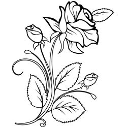 Rosas #29042