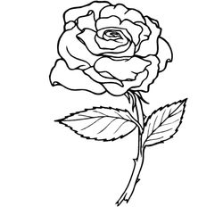 Rosas #29044