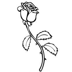 Rosas #29047