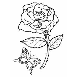 Rosas #29049