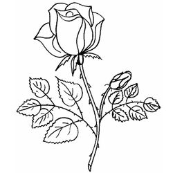 Rosas #29050
