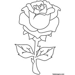 Rosas #29051