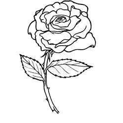 Rosas #29053