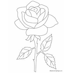 Rosas #29054