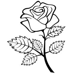 Rosas #29056