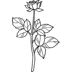 Rosas #29057