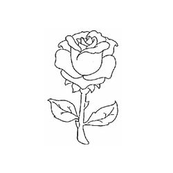 Rosas #29062