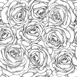 Rosas #29063