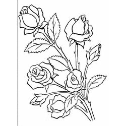 Rosas #29064