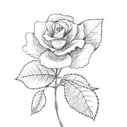 Rosas #29065