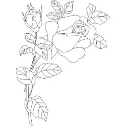 Rosas #29071