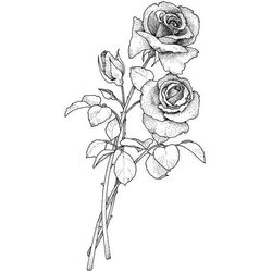 Rosas #29076