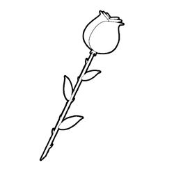 Rosas #29077