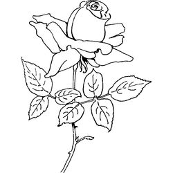 Rosas #29080