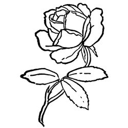 Rosas #29081