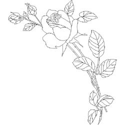 Rosas #29084