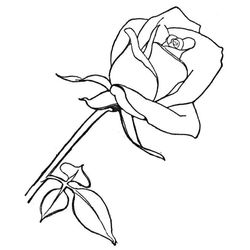 Rosas #29085