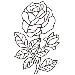 Rosas #29087