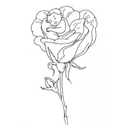 Rosas #29088