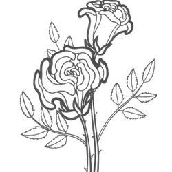 Rosas #29089