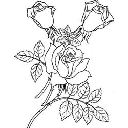Rosas #29092