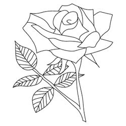 Rosas #29093
