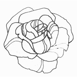 Rosas #29094