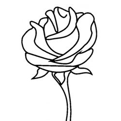 Rosas #29097