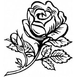 Rosas #29098