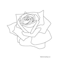 Rosas #29099