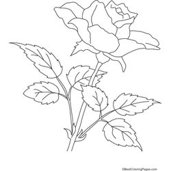 Rosas #29100