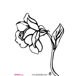 Rosas #29102