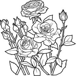 Rosas #29106